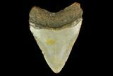 Fossil Megalodon Tooth - North Carolina #131587-2